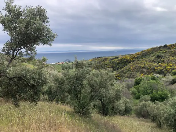 Şarköyde Işık Emlaktan Yukarıkalamış Mah De 2232 M2 Zeytinlik 2