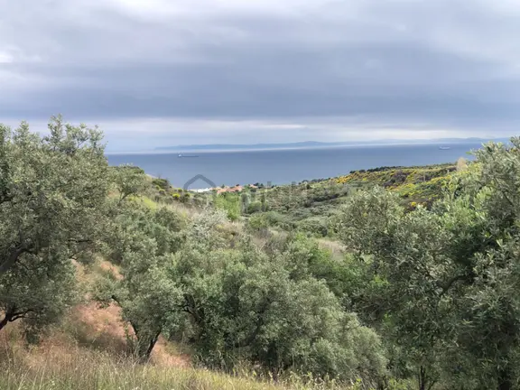 Şarköyde Işık Emlaktan Yukarıkalamış Mah De 2232 M2 Zeytinlik 1