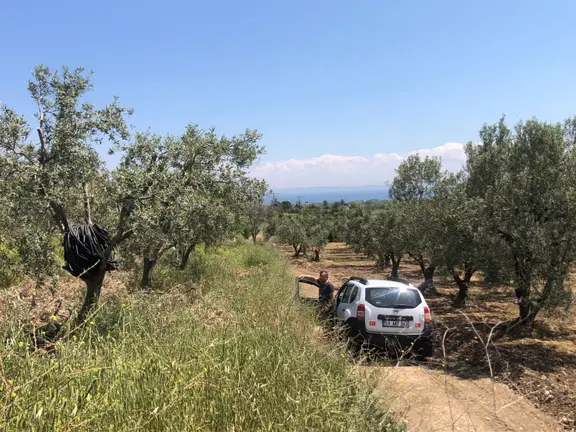 Şarköyde Işık Emlaktan Eriklice Mah De 4300 M2 Zeytinlik 1