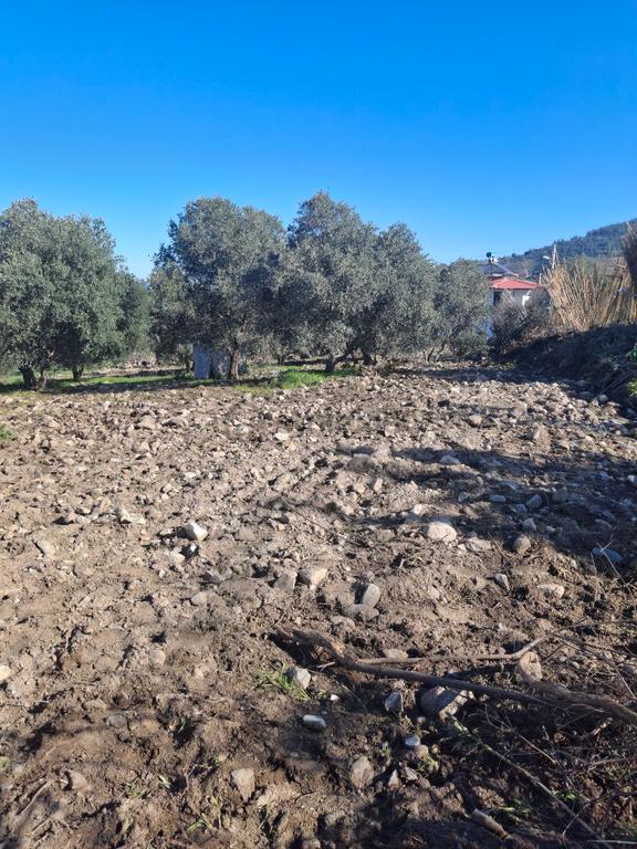 Konut İmarlı Zeytinlik Ve Evi Olan Arsa Karapınar Mahallesi 2