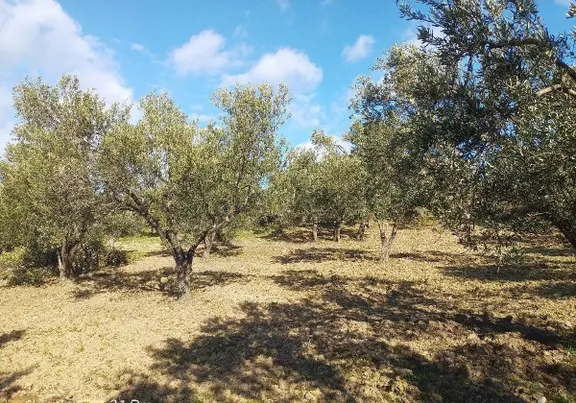Burhaniye Bahadınlı Mahallesi'nde Sahibinden Satılık Zeytinlik 1