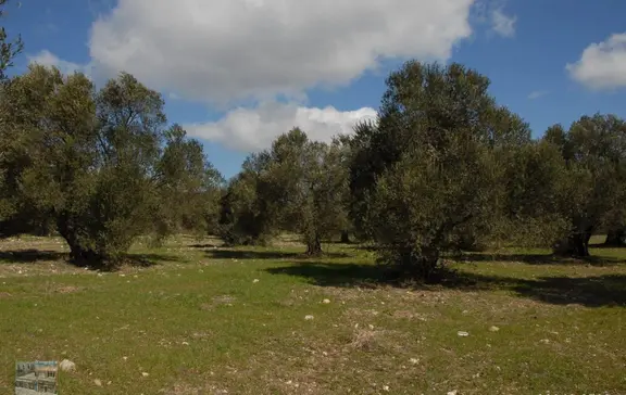 Balıkesir Ayvalık Ta Satılık 51,500 Metre Kare Zeytinlik 1
