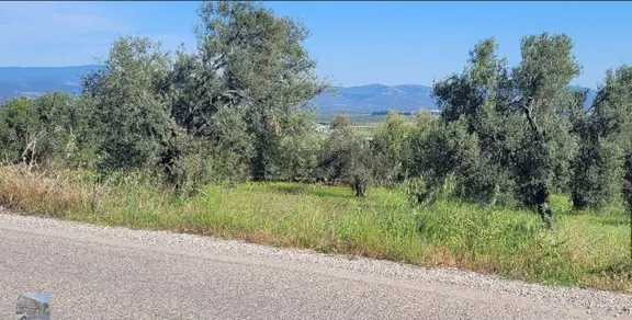 Balıkesir Gömec Karaagac Ta Satılık 21,216 Metre Kare Zeytinlik. 2