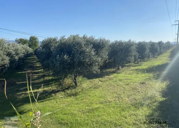 Balıkesir Edremit Te Satılık 19,500 Metre Kare Arsa.yola Cephe 2