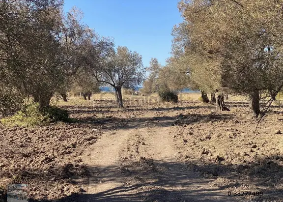 Balıkesir Ayvalık Sakarya Da Satılık 18 Donum Zeytinlik.yola Cepheli. 2