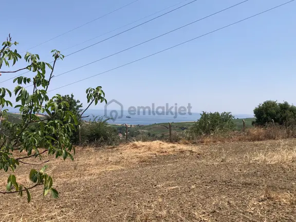 Şarköy De Işık Emlakta Şenköy Mah De 13.000 M2 Çevizlik Ve Tarla 2