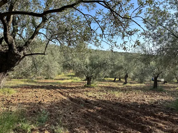 Premar Ayvada'dan Ayvalık Fethiye'de 3.5 Dönüm Bakımlı Zeytinlik 1