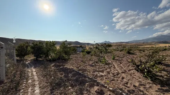 Öz Gaye Emlaktan Develi Güzelce Mevkiinde Satılık Bakımlı Üzüm Bağı 2
