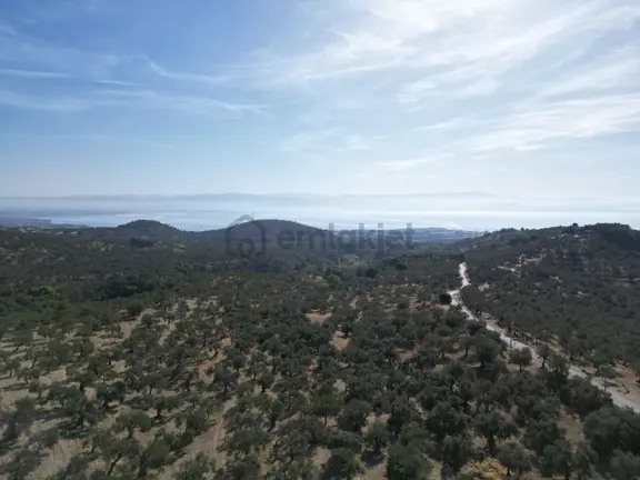 Poyraz Gayrimenkul'den Kavlaklar'da Deniz Manzaralı 20dönüm Zeytinlik 2