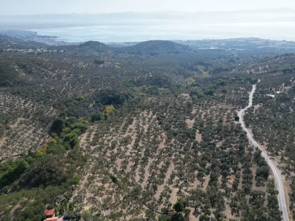 Sabri Pınarbaşı'dan Güre Bölgesi Tahtakuşlar'da İmarın Yanında 20dönüm Zeytinlik 1