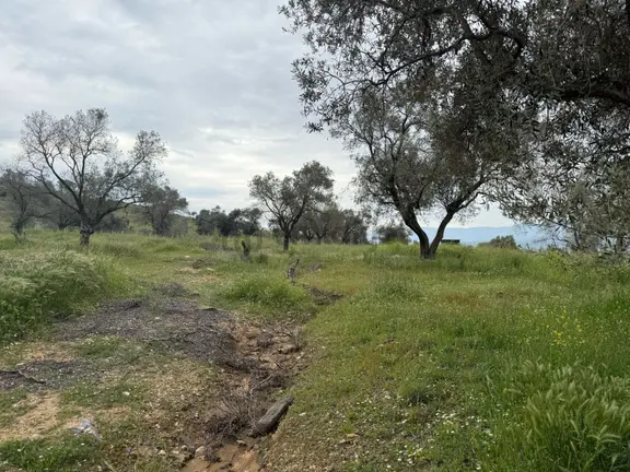 İzmir Bayındır Yeşilova Da Satılık Zeytinlik 1