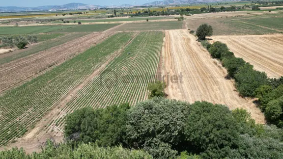 Bergama Kurfallı Da Çanakkale Asfaltına Sıfır Satılık Tarla 2