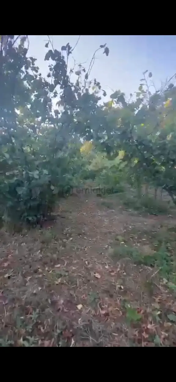 Fındık Bahçesi 3.440m2 Mustakil Parsel 1