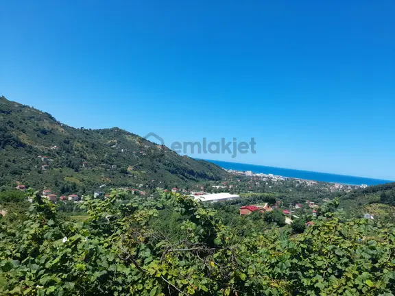 Bulancak Pazarsuyu Satılık 5 Dönüm Fındık Bahçesi 1