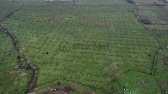 Düzce Tokuşlar Mahallesi 11.833 M2 Satılık Fındık Bahçesi 1