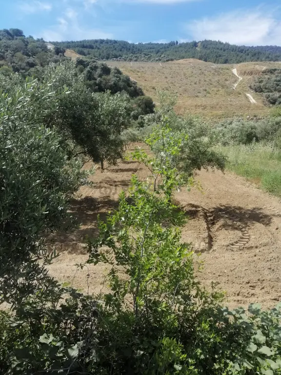 Pirlibey'de Yola Cephe Satılık 1685 M² Verimli Bahçe 2