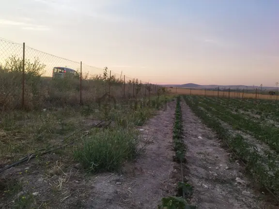 Seyitgazi Örencikte Satılık Tarla 2
