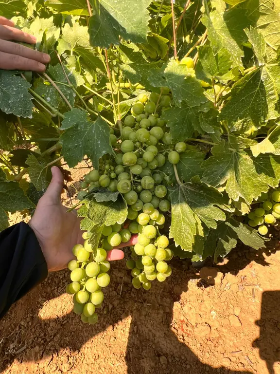 Şarköy Kirazlı Mahallesinde Deniz Manzaralı Üzüm Ve Kiraz Bahçesi 2