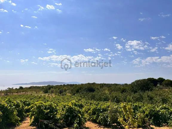 Şarköy Kirazlı Mahallesinde Deniz Manzaralı Üzüm Ve Kiraz Bahçesi 1