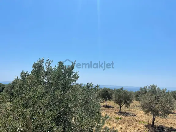 Tepeköy Mah. Muhteşem Deniz Ve Doğa Manzaralı Zeytinlik 1