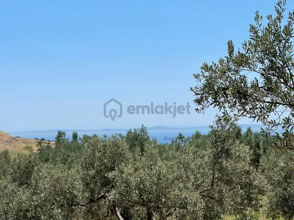 Tepeköy Mahallesinde Mükemmel Deniz Manzaralı Zeytinlik 2