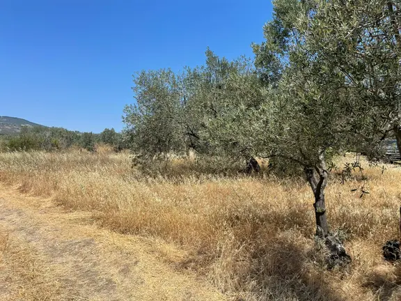 Eriklice Mah. Köye Yakın Zeytinlik 1