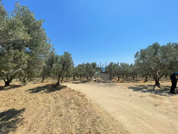 Eriklice Mah. Yerleşime Yakın Deniz Manzaralı Zeytinlilk 2