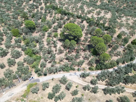 Poyraz Gayrimenkul'den Edremit Dereli'de Satılık 2,200m2 Yolacepheli Zeytinlik 1