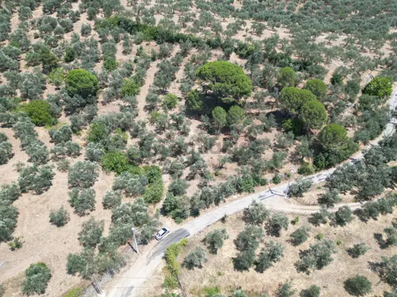 Poyraz Gayrimenkul'den Edremit Dereli'de Satılık 2,200m2 Yolacepheli Zeytinlik 2