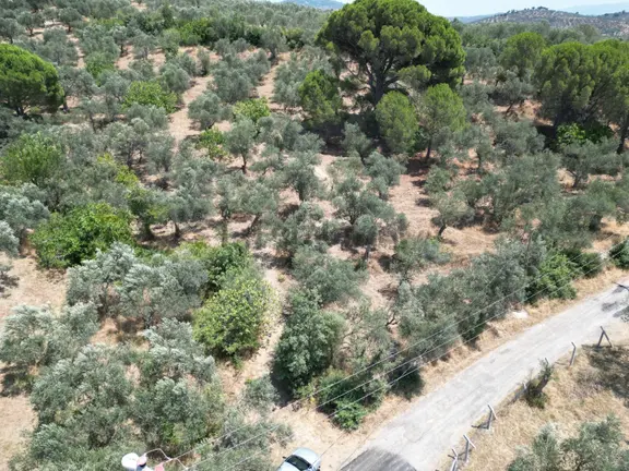 Sabri Pınarbaşı'dan Edremit Dereli'de Satılık Yola Cepheli Yatırımlık Zeytinlik 2