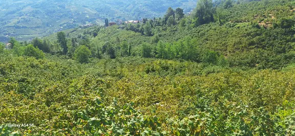 Şahinoğlu Emlaktan, Trabzon Derecik'te 13.560 M2 Merkeze Yakın Fındıklık 1