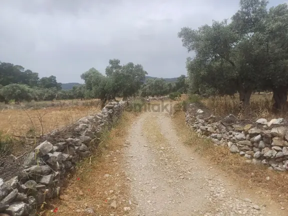 Kazikli Mahallesinde Satılık 3500 M2 Tarla 1