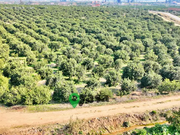 Yaşa Gyd - Akdeniz Akdamda 26 Dönüm Yetişkin Narenciye Bahçesi 2