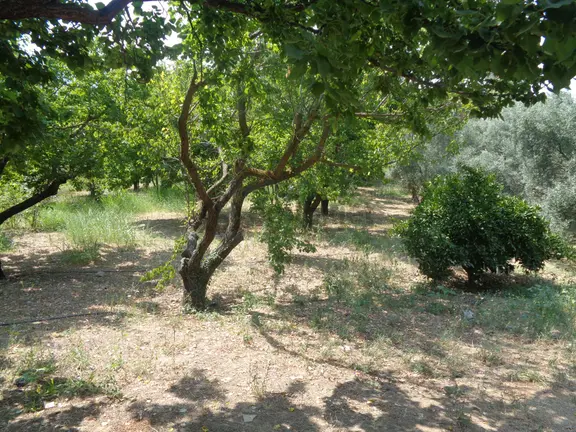 Bal Gayrimenkul-değirmenderede Resmi Kayıtlı 5+1 Villalı Bahçe 2