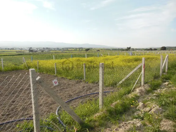 Bal Gayrimenkul- Elektrik Su Hazır Noter Satışlı 270 M2 Bahçe 2