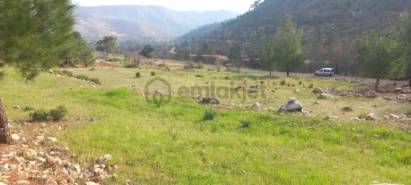 Satılık Keçiboynuzu Bahçesi 7 Dönüm 2