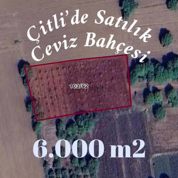 Altınbaş Emlak'tan Çitli'de Satılık Ceviz Bahçesi 1