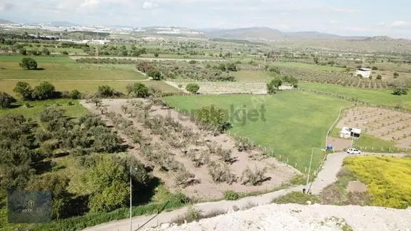 Türker Emlak-güzelhisar Köyü 3.970m² Zeytinlik Şok Son Fiyat 2
