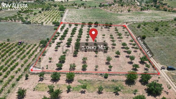 Hançalar'da 7.000 M2 Verimde Cevizlik 1