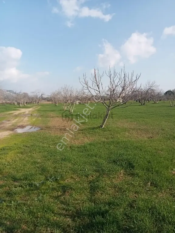 D-203 Aydın İncirliova Satılık İncir Bahçesi 2