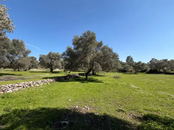 Bodrum Mazıda Yol Cepheli Satılık Yatırımlık Zeytinlik 1