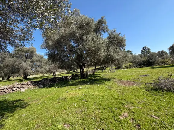Bodrum Mazıda Yol Cepheli Satılık Yatırımlık Zeytinlik 2