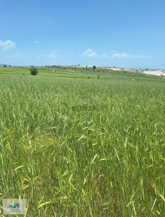 Konumu Mükemmel Köye Yakın Yolu Olan Yatırım Fırsatı 2