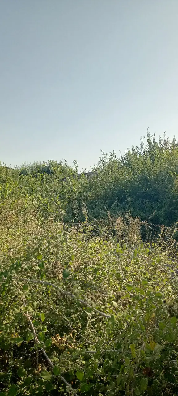 Muğla Ortaca Güzelyurt Satılık Arsa 2