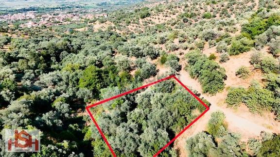 Adagüme'de Resmi Yola Cepheli, Köye 300m,''740m²'' Zeytinlik 2