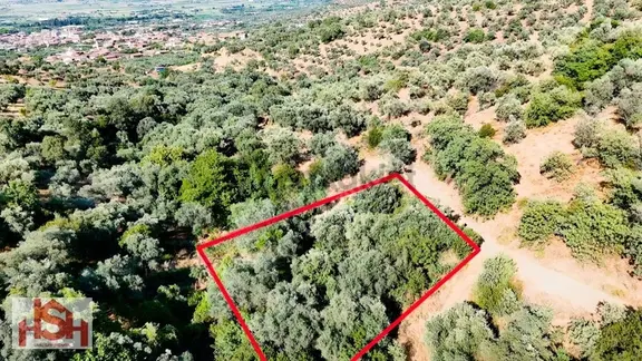 Adagüme'de Resmi Yola Cepheli, Köye 300m,''740m²'' Zeytinlik 1