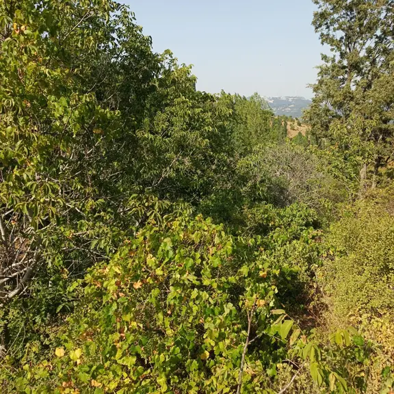 İzmir Bergama Halilağalar Mh 2.603 M2 + 2.981 M2 Tarla + 128 M2 Bahçe Satılıktır 2