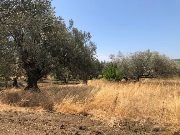 Şarköyde Işık Emlaktan Eriklice Mah De 1326 M2 Zeytinlik 1