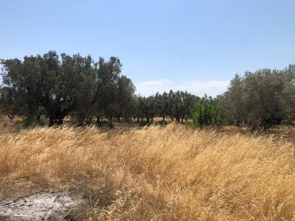 Şarköyde Işık Emlaktan Eriklice Mah De 1326 M2 Zeytinlik 2