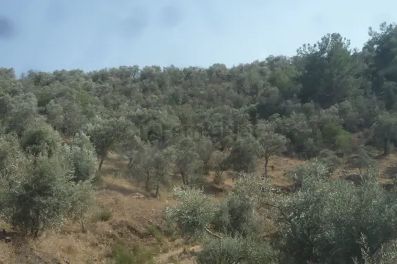 İzmir Torbalı Gold Emlaktan Satılık Zeytinlik 1